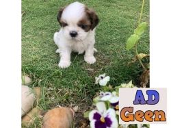 SWEET LOVELY SHIH TZU PUPPIES NOW AVAILABLE FOR ADOPTION
